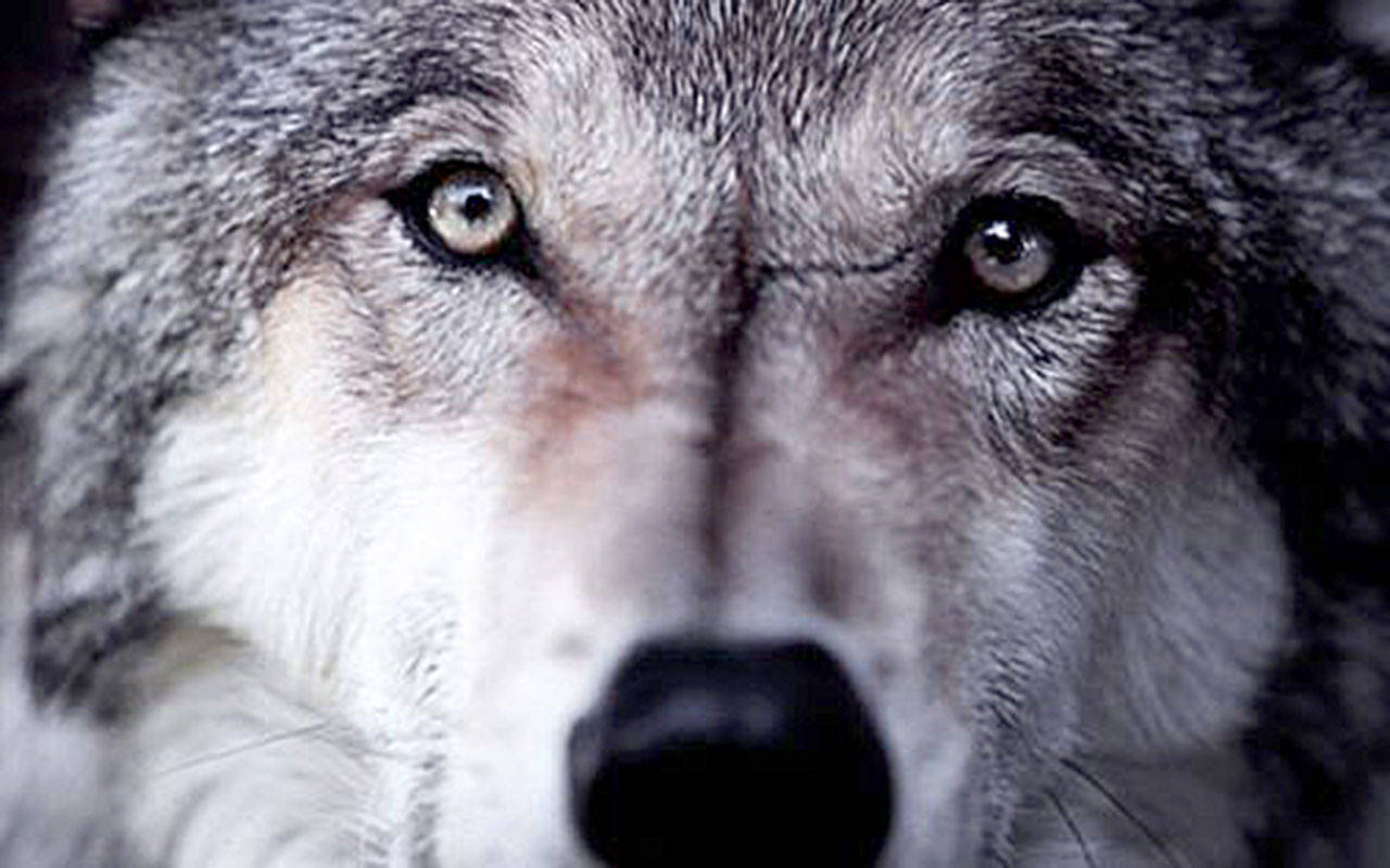 Watch the documentary Wolf: An Ancient Spirit Returns on Aug. 4 at the Edmonds Center for the Arts. (Bullfrog Films)