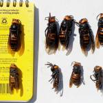 In this May 7 photo, dead Asian giant hornets, queens lined-up on top and the smaller workers below, all samples brought in from Japan for research, are displayed with a field notebook in Blaine. (AP Photo/Elaine Thompson, Pool,File)