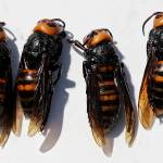 Washington state begins trapping for Asian giant hornets