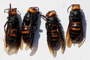 Washington state begins trapping for Asian giant hornets