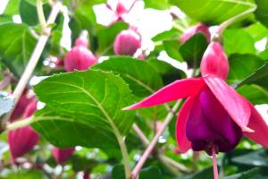 The hardy fuchsia Voltaire is one the few fuchsias that can take full sun all day. (Nicole Phillips)