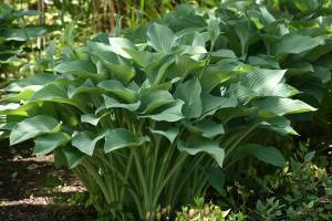 Hosta Krossa Regal has blue foliage from late spring through early fall. In summer, tall flower spikes bear lavender blooms. (Richie Steffen)