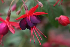Hummingbirds flock to this hardy fuchsia for its colorful flowers, which bloom summer through fall. (Richie Steffen)