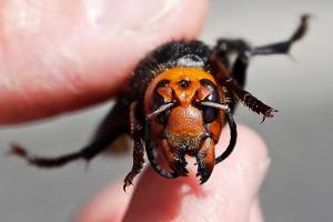 Additional traps for Asian giant hornets set in Bellingham