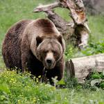 In this May 26 photo, a grizzly bear roams an exhibit at the Woodland Park Zoo in Seattle. Grizzly bears once roamed the rugged landscape of the North Cascades in Washington state but few have been sighted in recent decades. (AP Photo/Elaine Thompson, File)