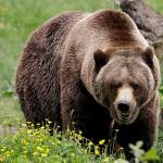 Lawsuit threatened over about-face on grizzly reintroduction