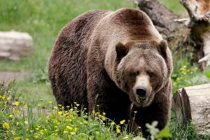 Lawsuit threatened over about-face on grizzly reintroduction