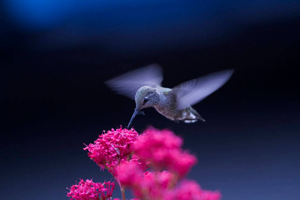 Many varieties of Lantana are popular with hummingbirds. (Mike Benbow)