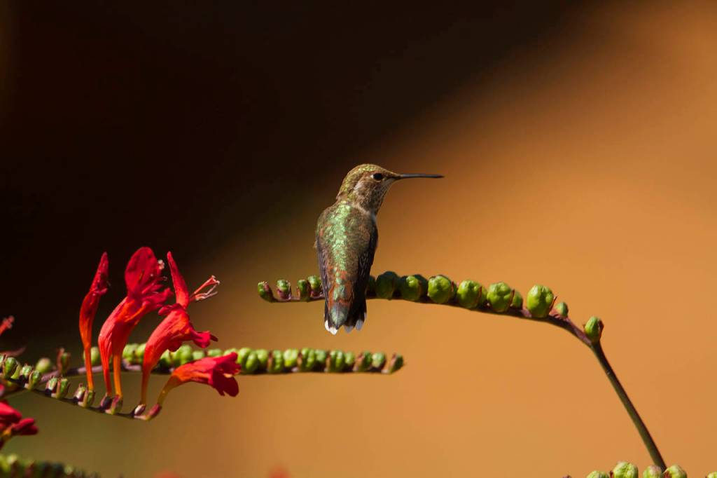 A hummingbird takes a break after feeding on the many blossom of the Crocosmia lucifer plant. (Mike Benbow)