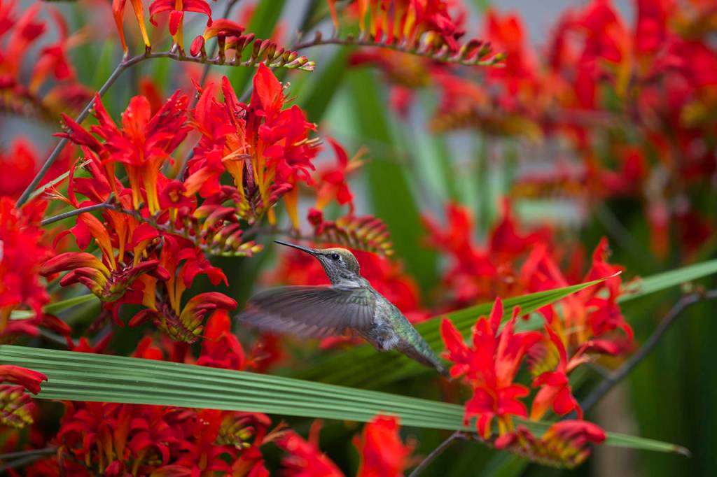 Annas hummingbirds are year-long residents in Washington. (Mike Benbow)