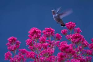 This Lantana variety has red flowers with a tubular-shape, very popular with hummingbirds. (Mike Benbow)