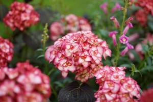 Hydrangea macrophylla Miss Saori, one of the hydrangeas from the You-Me series, was named Plant of the Year in 2014. (Gardenia)