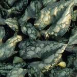 Splendid wild ginger has green and silver patterned leaves and curious-looking brown and purple flowers. (Richie Steffen)