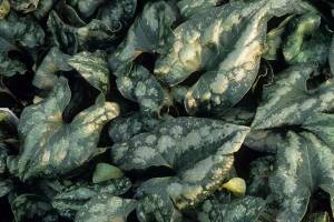 Splendid wild ginger has green and silver patterned leaves and curious-looking brown and purple flowers. (Richie Steffen)