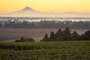Lone Star Vineyard is a 112-acre site established in 1996 in the Eola-Amity Hills by Argyle Winery, a historic producer in Dundee, Ore. (Photo courtesy of Argyle Winery)