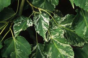 The variegated hawthorn maples showy leaves are interesting yet understated. (Richie Steffen)