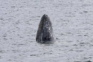 Keep an eye out for Everett’s marine guests: two gray whales