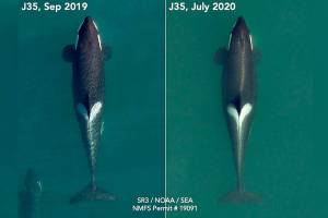 Orca who carried her dead calf for 1,000 miles is pregnant