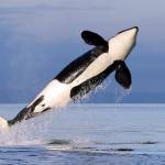 In this 2014 photo, a female resident orca whale breaches while swimming in Puget Sound near Bainbridge Island. (AP Photo/Elaine Thompson, File)