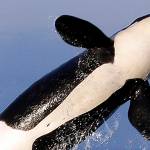 Gov. Inslee slams military testing impact on orcas