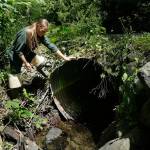 Melissa Erkel, a fish passage biologist with the Washington Department of Fish and Wildlife, examines a culvert along the north fork of Newaukum Creek near Enumclaw, in June 2015. Washington is under a federal court order based on tribal treaty fishing rights and affirmed by the U.S. Supreme Court in 2018, to fix under-roadway culverts that block migrating fish by 2030. (Ted S. Warren / Associated Press file photo)