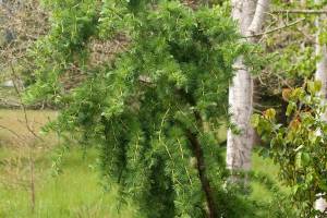 The contorted Japanese larch features twirling blue-green needles are irresistibly soft. (Richie Steffen)