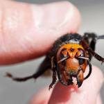 Trapped: A ‘murder hornet’ is captured near Canadian border