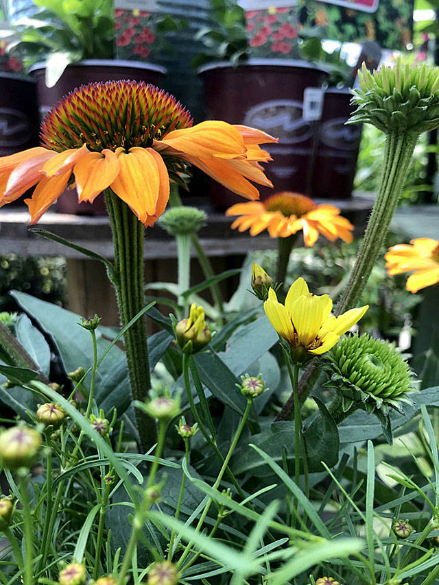 Echinacea or coneflower is a good addition to a fragrance garden. (Yard n Garden Land)