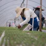 Washington’s working forests provide trees for today, and tomorrow