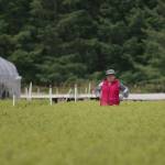 Washington’s working forests provide trees for today, and tomorrow