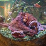 The octopi at the Seattle Aquarium have missed you. The aquarium is back open in Phase 2 of the governors reopening plan. (Seattle Aquarium)