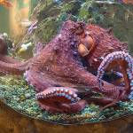 The octopi at the Seattle Aquarium have missed you. The aquarium is back open in Phase 2 of the governors reopening plan. (Seattle Aquarium)
