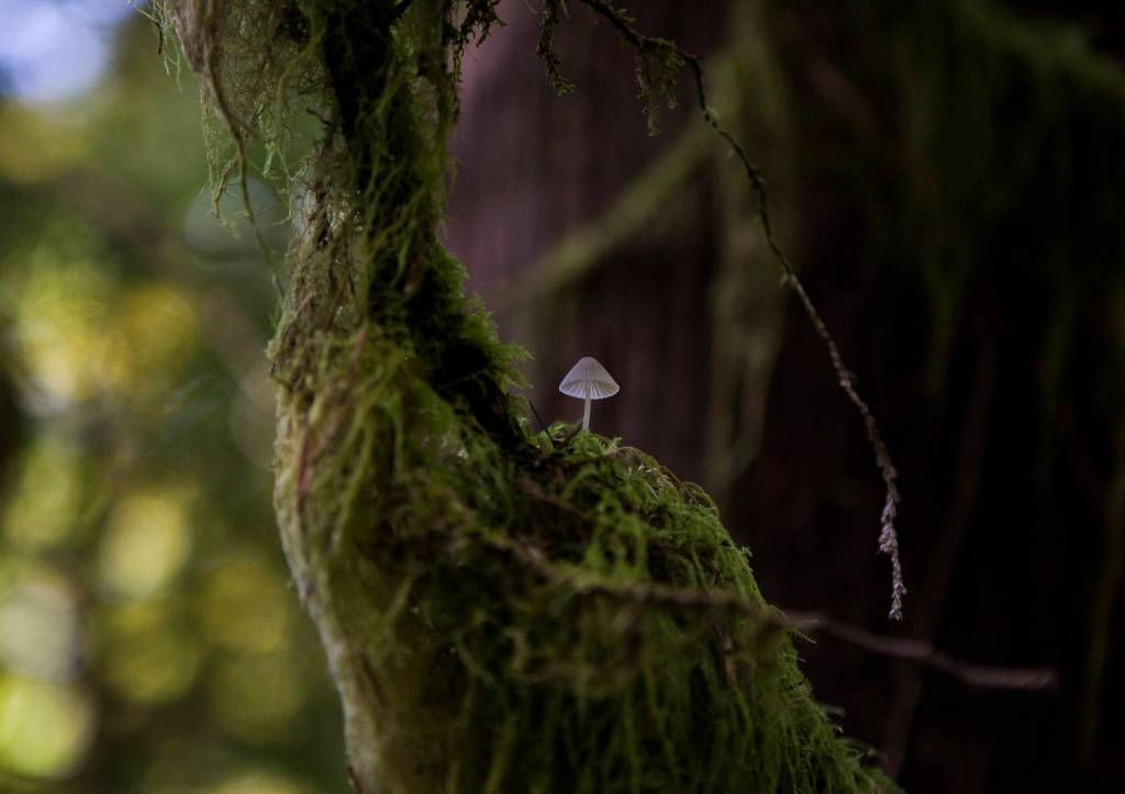A small mushroom can be seen growing from a moss-covered branch along a trail near Gold Bar. (Olivia Vanni / The Herald)