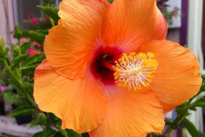 Also known as Rose of Sharon, hibiscus is a hardy shrub is one of the few that blooms in the late summer. (Nicole Phillips)