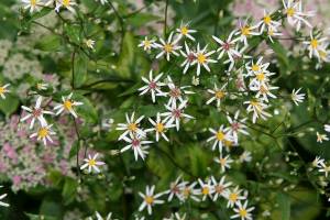 In late summer, a profusion of lacey small white flowers top white wood asters lax purple-black stems. (Richie Steffen)