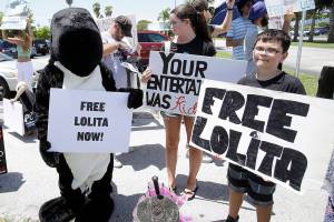 Online event marks 50th anniversary of Whidbey orca’s capture