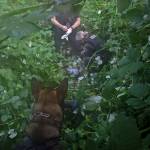 Monroe police officers, with an assist by police dog Tango, arrested a 40-year-old Monroe man for investigation of burglaries at two smoke shops Monday morning near Woods Creek. (Monroe Police Department) 20200811