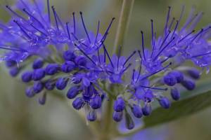Bluebeards are crowned with clusters of blue flowers in the month of August, which attract bees, butterflies and hummingbirds. (Getty Images)
