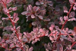 The variegated Japanese barberry features deep burgundy leaves splashed in candy-pink and vanilla. (Richie Steffen)