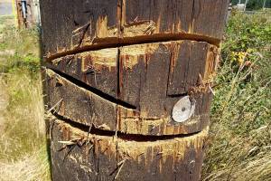 Vandals with chainsaws slash 5 PUD utility poles in Lynnwood