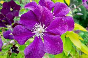 Viticella clematis is a medium-sized vine that produces deep royal-purple flowers in profusion in mid-summer. (Richie Steffen)