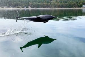 Common dolphin seen splashing around Whidbey’s Penn Cove