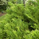 Dwarf hiba cedar has bold antler-like foliage. The leaves are deep green on one side but have bits of white on the other. (Rick Peterson)