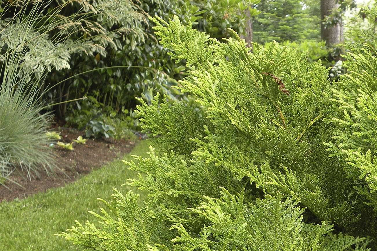 275 nana(●'ｗ'●) Great Plant Pick: Thujopsis dolabrata 'Nana,' dwarf hiba cedar