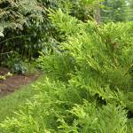 Dwarf hiba cedar has bold antler-like foliage. The leaves are deep green on one side but have bits of white on the other. (Rick Peterson)