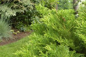 Dwarf hiba cedar has bold antler-like foliage. The leaves are deep green on one side but have bits of white on the other. (Rick Peterson)
