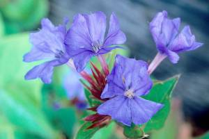 Great Plant Pick