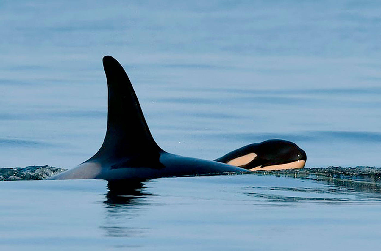 The orca Tahlequah and her new calf, designated J57. (Katie Jones / Center for Whale Research)