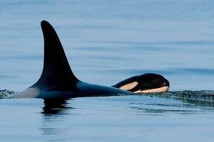 Orca Tahlequah is a mother again; calf spotted in San Juans