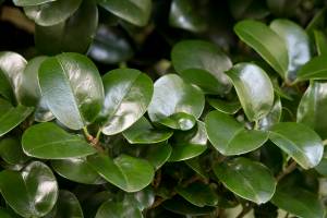 Curly-leaf Japanese privet is jam-packed with leaves, offering great textural interest in the garden. (Richie Steffen)